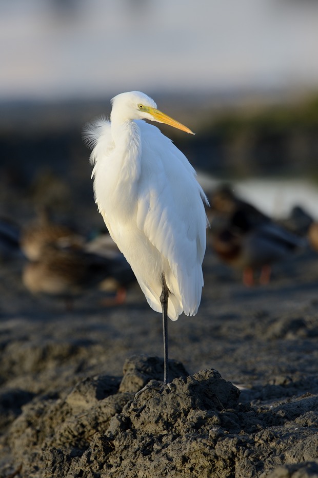 Airone bianco al crepuscolo